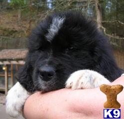 Newfoundland Puppies in WV